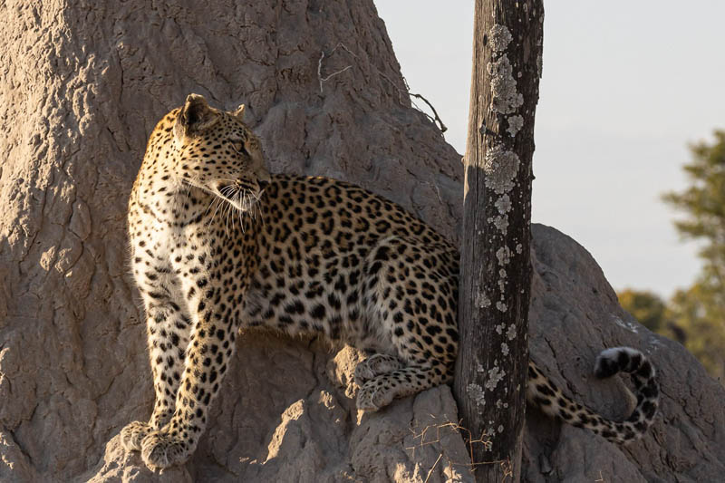 Leopard-on-termite-mound.jpg